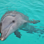 Dolphin swimming with one eye open showing how an animal that never sleeps rests
