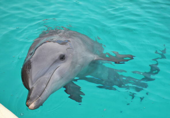 Dolphin swimming with one eye open showing how an animal that never sleeps rests