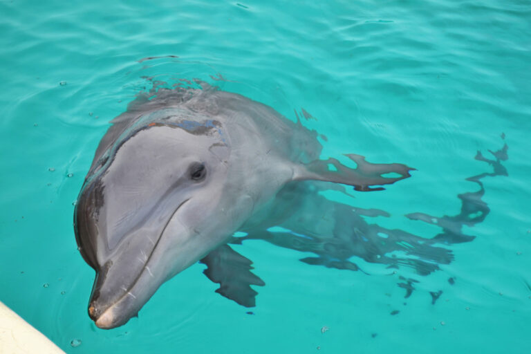 Dolphin swimming with one eye open showing how an animal that never sleeps rests